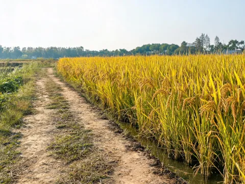 Rice field edge and access route