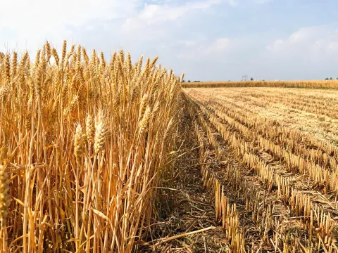 Wheat crop and stubble at the harvesting edge